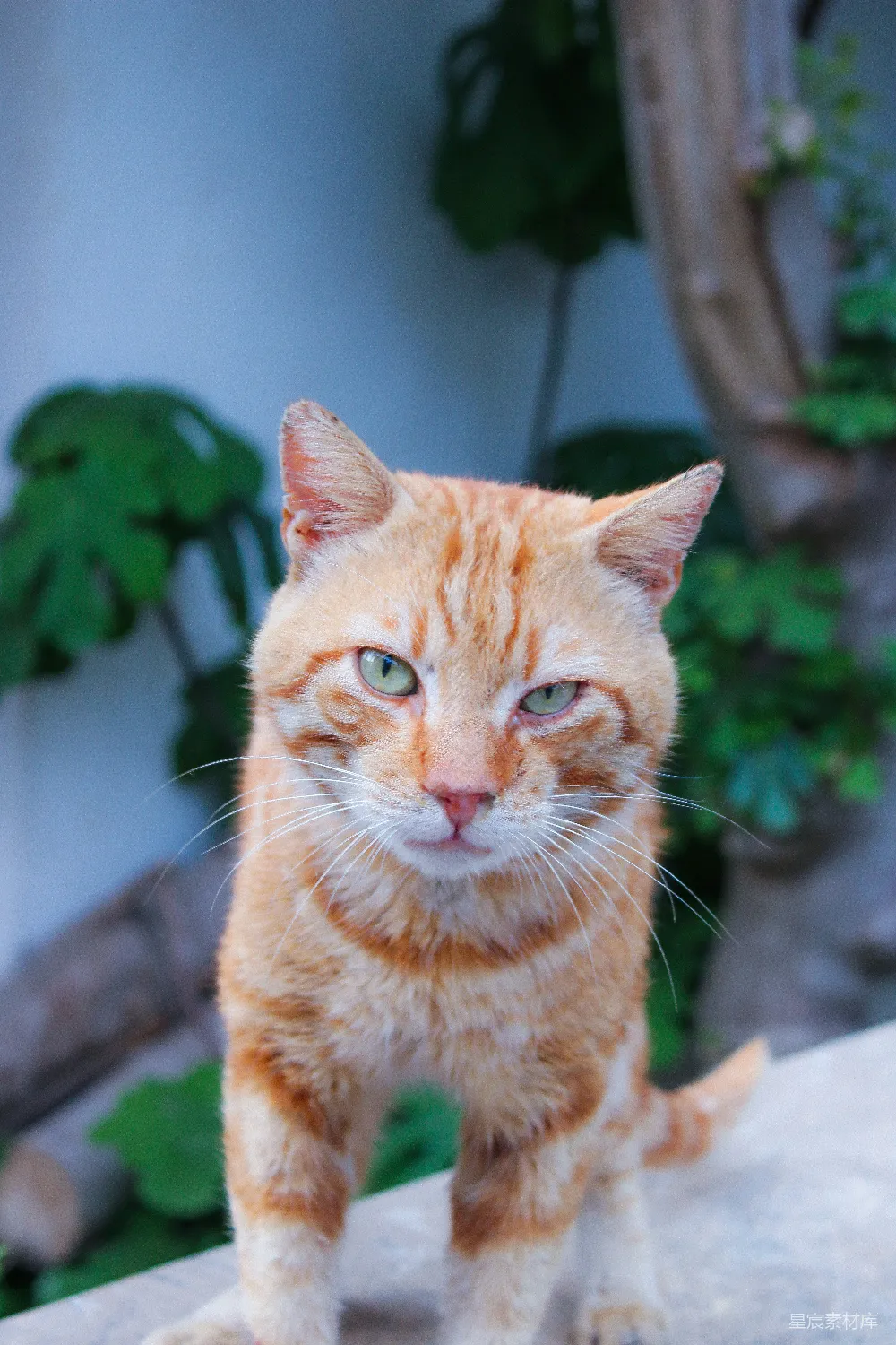 高清摄影 猫咪 户外 橙色 特写 宠物 橙色猫咪的户外特写