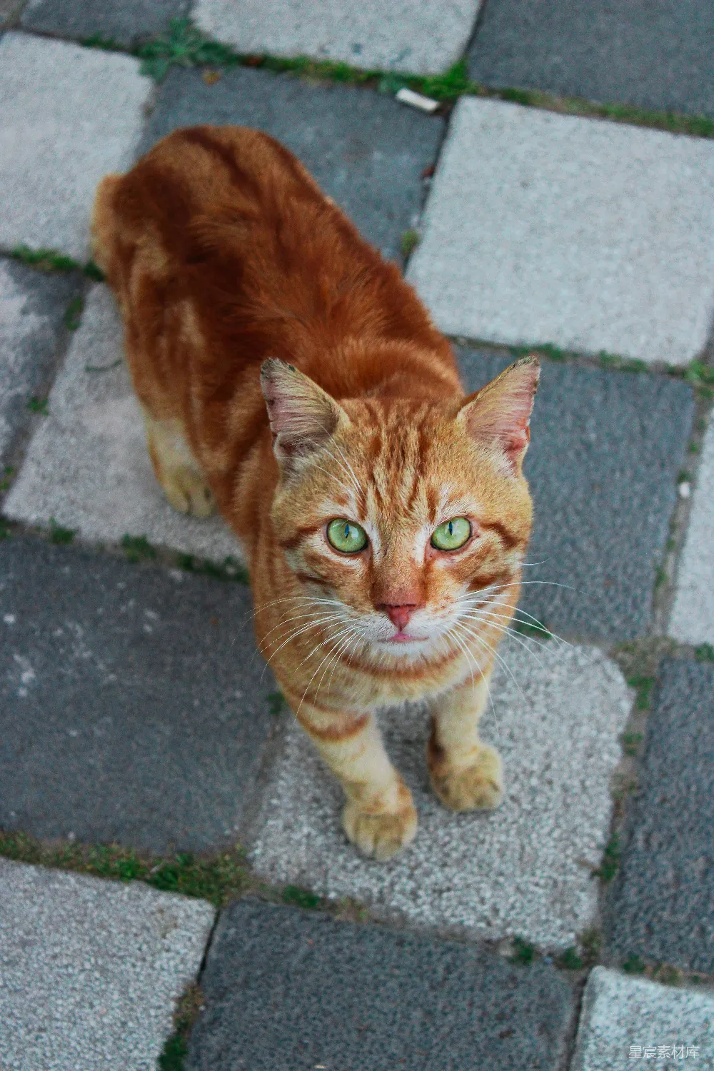 高清摄影 猫咪 户外 动物 街景 宠物 街头的橙色猫