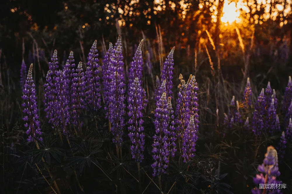图片展示了一片盛开的紫色花海，夕阳的余晖洒在花丛中，营造出一种宁静而美丽的氛围。花朵在夕阳的映衬下显得格外鲜艳，背景的模糊效果突出了前景的主体，给人一种悠然自得的感觉。适合用作自然风光、旅行摄影或静谧场景的背景素材。