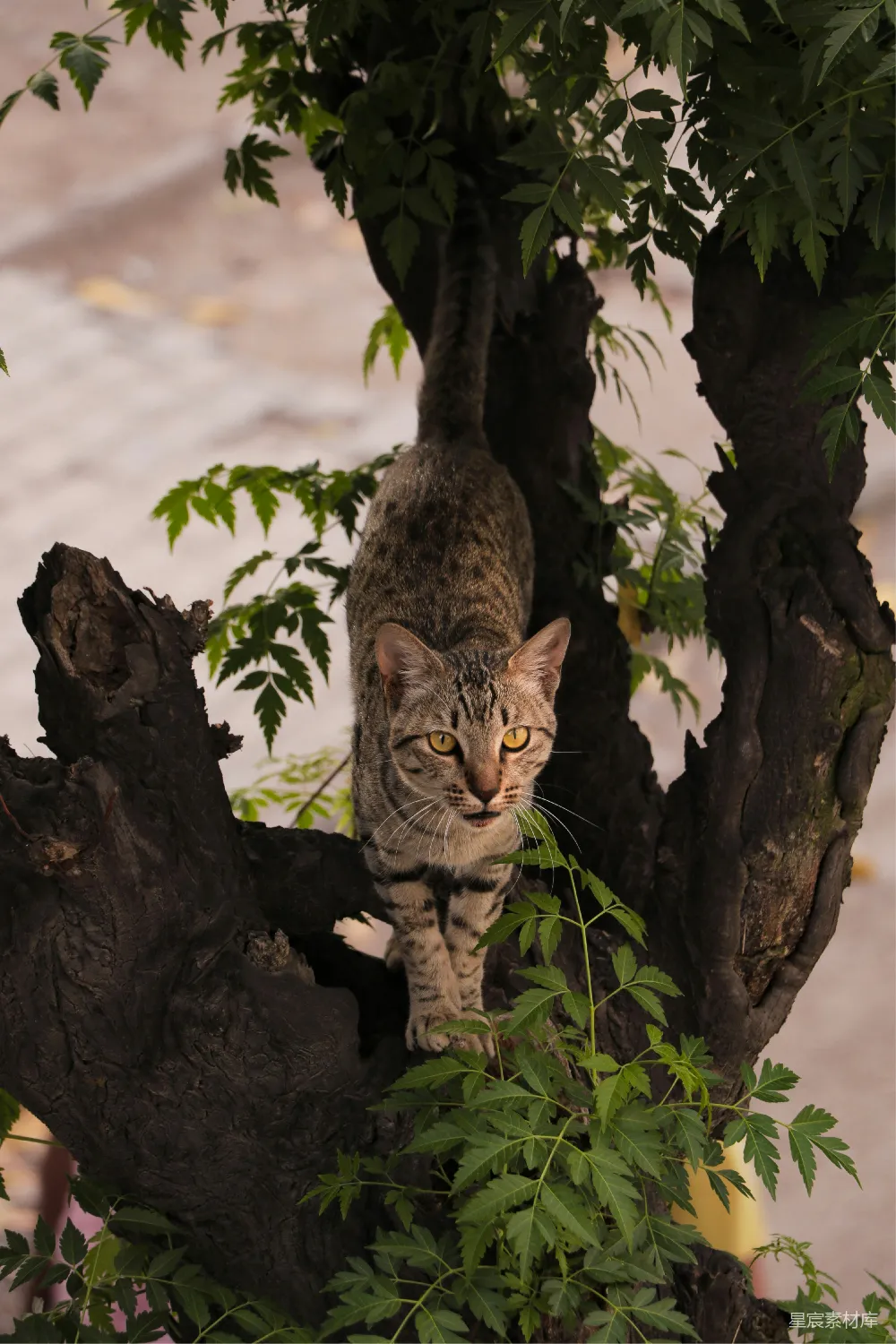 一只猫站在树枝上，背景是茂盛的树叶。猫的毛色是灰黑色，眼睛明亮有神，看起来非常警觉。图片展示了自然环境中的猫，适合用作宠物或自然主题的背景图片。