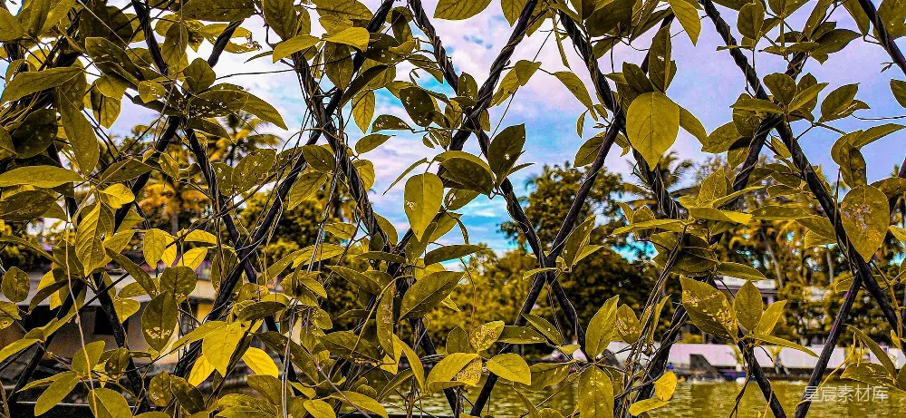 这张图片展示了藤蔓缠绕在铁丝网上的景象，背景是一片宁静的自然风光。藤蔓的叶子在阳光下显得格外鲜亮，背景中模糊的树木和蓝天增添了画面的深度与宁静感。适合用于自然、宁静主题的背景或装饰。
