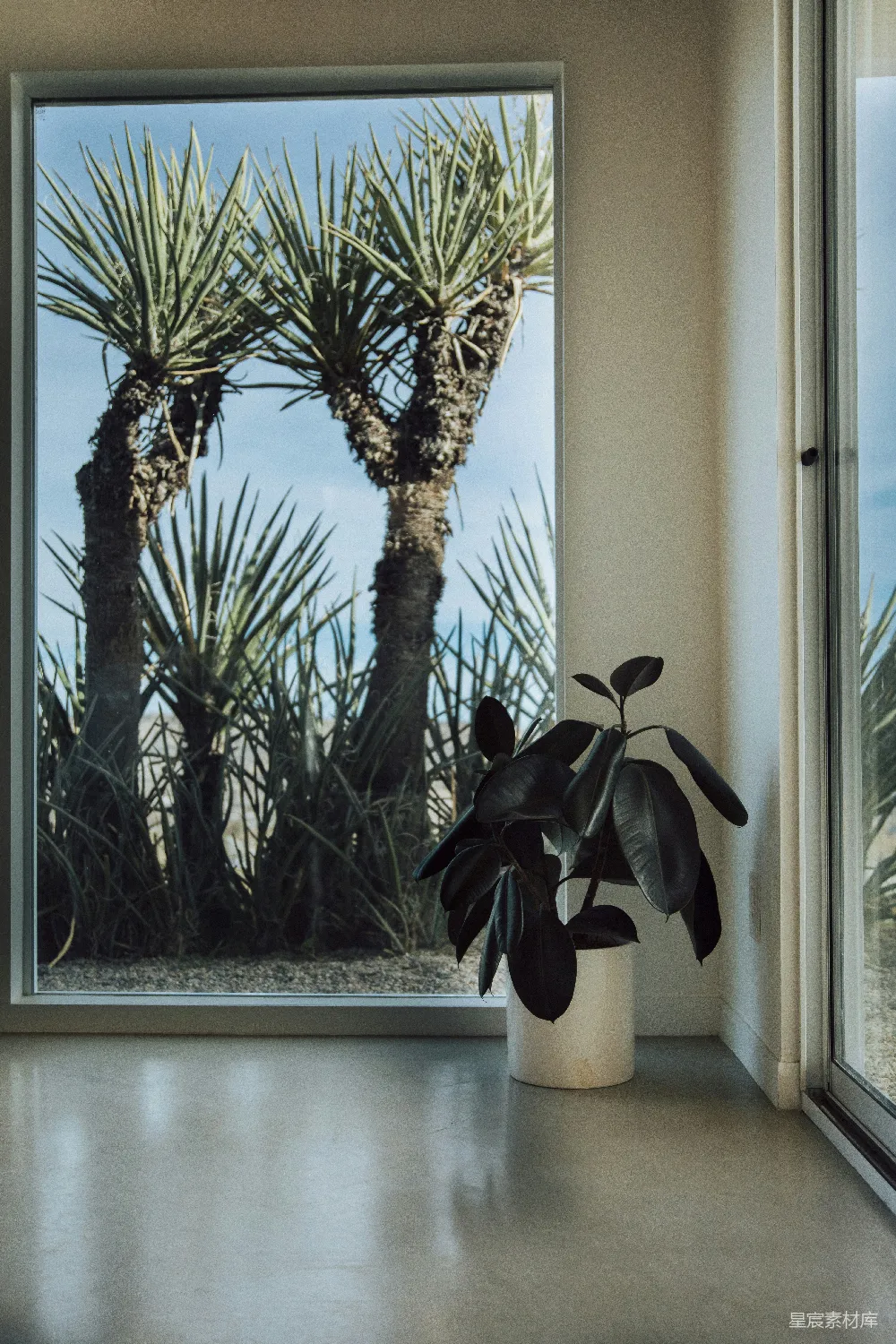 图片展示了一盆室内植物，背景是窗外的沙漠植物景观。植物的深色叶子与浅色花盆形成鲜明对比，窗框外的沙漠植物则在蓝天的映衬下显得格外醒目。整个画面简洁而富有自然气息，适合用于室内装饰或自然风光主题的展示。