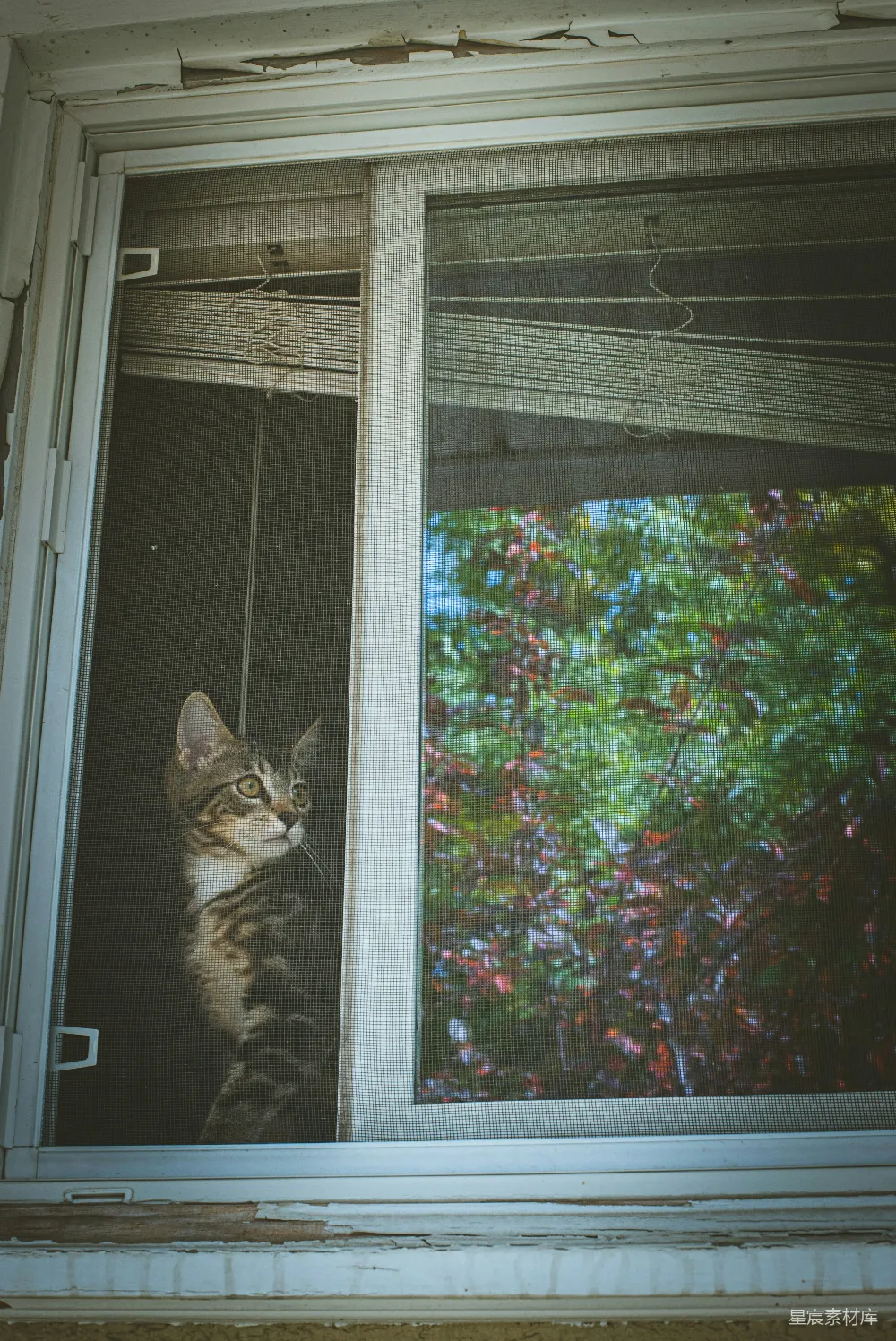 一只猫正透过窗户的纱网向外张望，窗外是一片绿色的树木，窗户的框架有些老旧，透露出一种怀旧的氛围。
