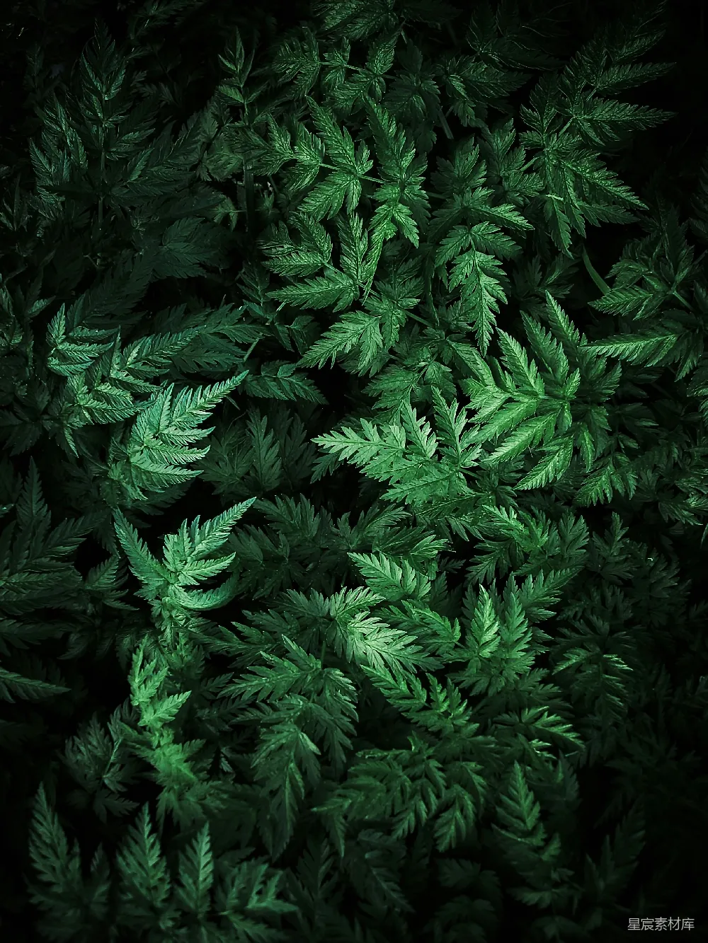 这张图片展示了密集的深绿色植物叶片，形成了丰富的纹理和层次感。深绿色的叶片在黑色背景的衬托下显得更加鲜亮，适合用作自然、环保或神秘主题的背景素材。