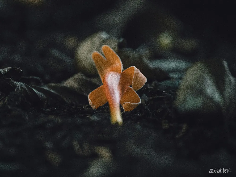 这张图片展示了一朵橙色的花朵，位于一片黑暗的森林地面上。花朵在昏暗的背景下显得格外突出，其鲜艳的色彩与周围的环境形成鲜明对比，营造出一种神秘而宁静的氛围。花朵的细节清晰，花瓣微微卷曲，仿佛刚刚从泥土中探出头来。整体画面色调较为冷淡，光线柔和