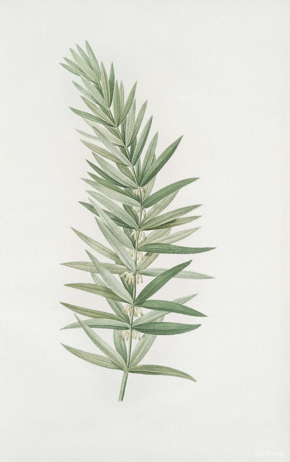 这幅植物插画以细叶植物为主题，展示了其精致的叶片结构和排列。插画风格简洁而细腻，使用柔和的绿色调来表现植物的自然美。适合用作自然教育、植物学研究或艺术作品的背景。