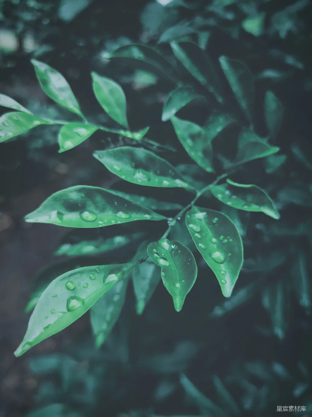 这张图片展示了雨后清新的绿叶，叶子上沾满了晶莹的水滴，给人一种清新自然的感觉。背景模糊，突出了叶子的细节和质感，适合用作自然、清新、雨后等主题的背景或配图。