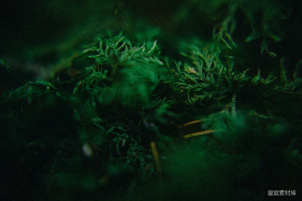 这张图片展示了夜间拍摄的一只神秘生物，它隐藏在树叶之间，周围环境在夜色的掩护下显得格外幽暗。画面色调偏暗，绿色的植物在黑暗中显得格外突出，营造出一种神秘而宁静的自然氛围。适合用于展现自然生态、夜间野生动物观察或神秘探险主题的图片。