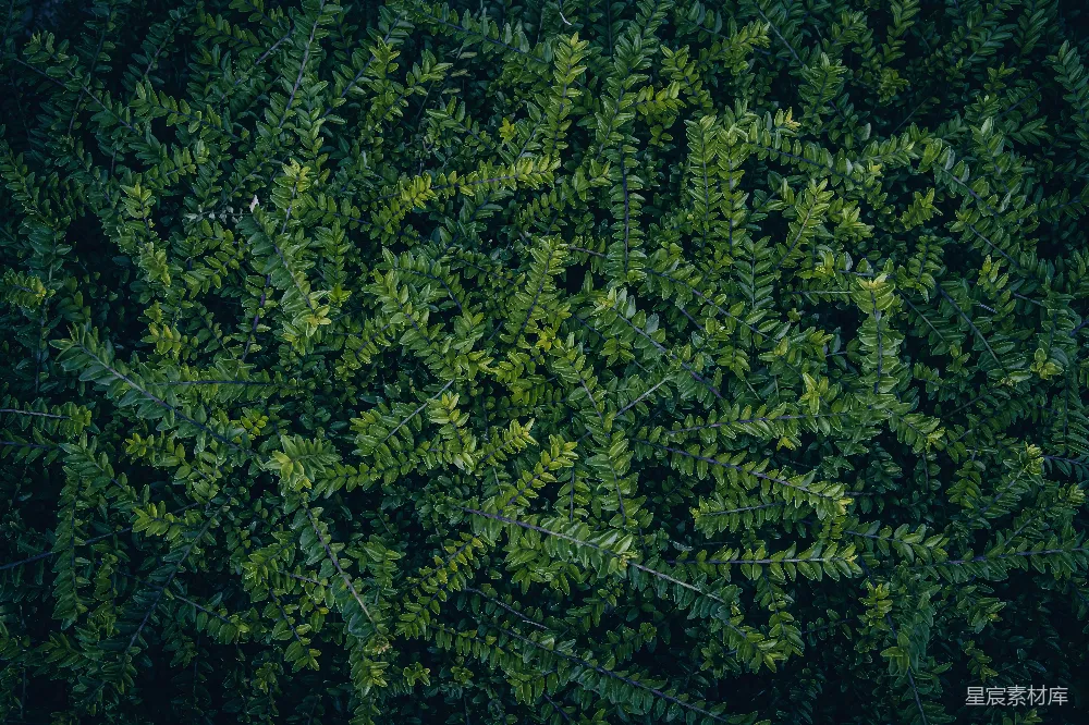 高清摄影 自然 绿色 树叶 背景 纹理 绿色植物背景