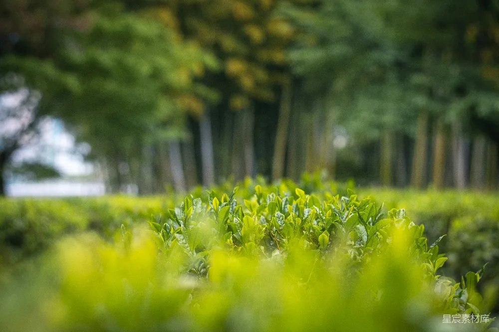 这张图片展示了茶田的景象，前景是新鲜嫩绿的茶叶，背景是模糊的树木，给人一种宁静和清新之感。适合用于与茶文化相关的主题，如茶叶采摘、茶艺展示或生态旅游宣传。