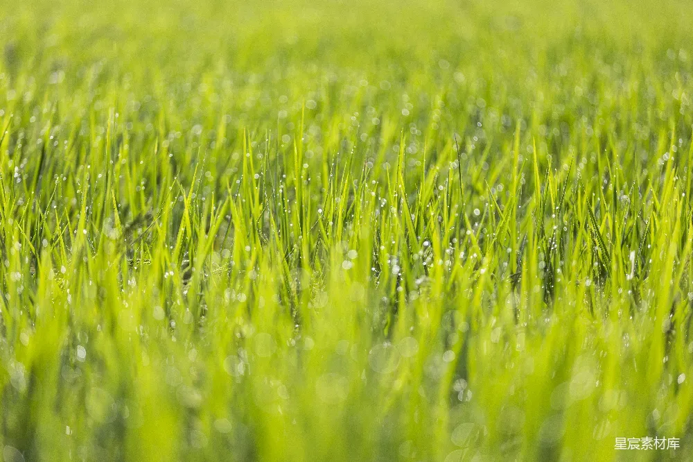这张图片展示了清晨草地上覆盖着晶莹露珠的景象。阳光透过露珠折射出柔和的光芒，使草地呈现出生机勃勃的绿色。这种场景常用于展示自然之美，适合用于自然风光、摄影教程或环境主题的背景。