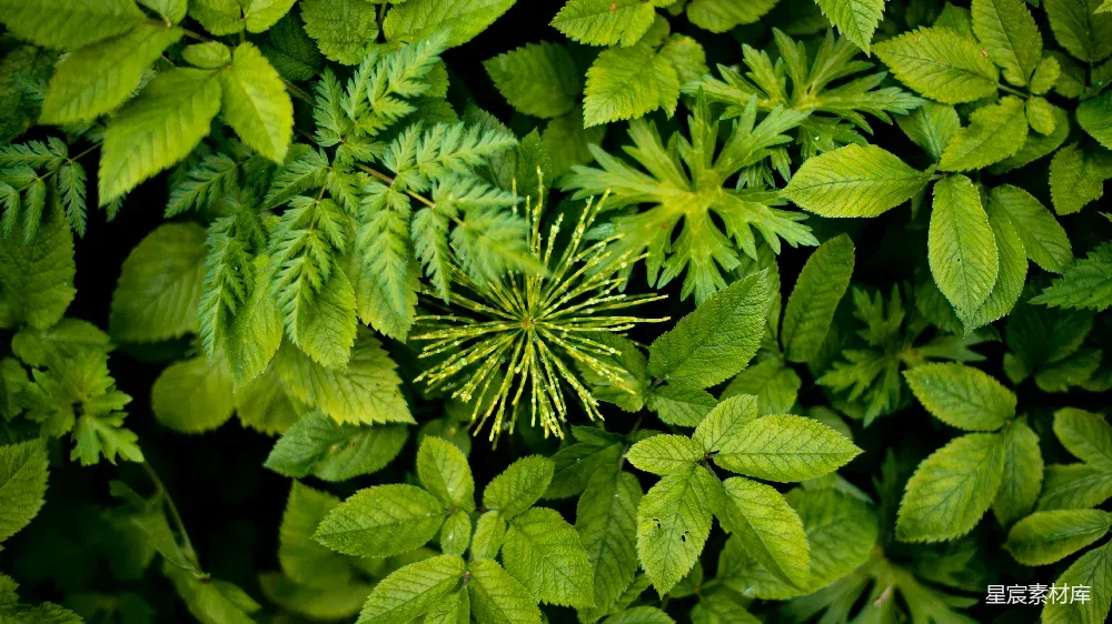 这张图片展示了茂密的绿色植物，中心有一株独特的黄色花序。叶片的纹理清晰，展现出自然的美丽与生机。这张图片适合用于生态、自然主题的背景或装饰，传达出宁静与和谐的氛围。
