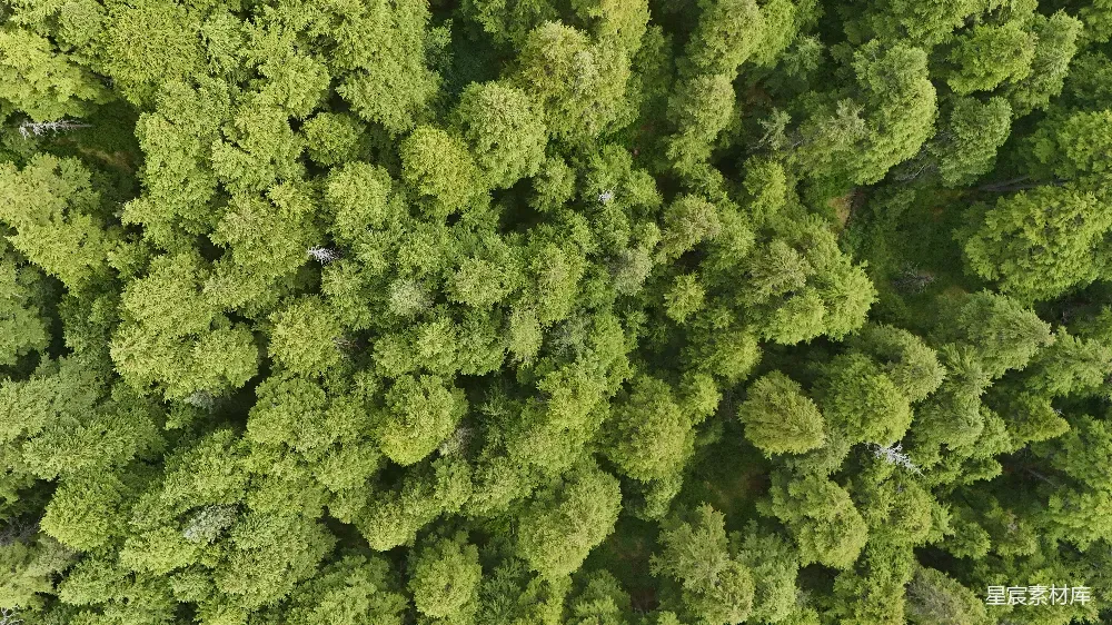 这张图片展示了从高空俯瞰的森林景象，密集的绿树覆盖着整个画面，呈现出一片生机勃勃的自然景色。这种视角不仅展示了森林的广阔与繁茂，也给人一种宁静和放松的感觉。适合用于环保、自然、旅游等主题的背景或封面设计。