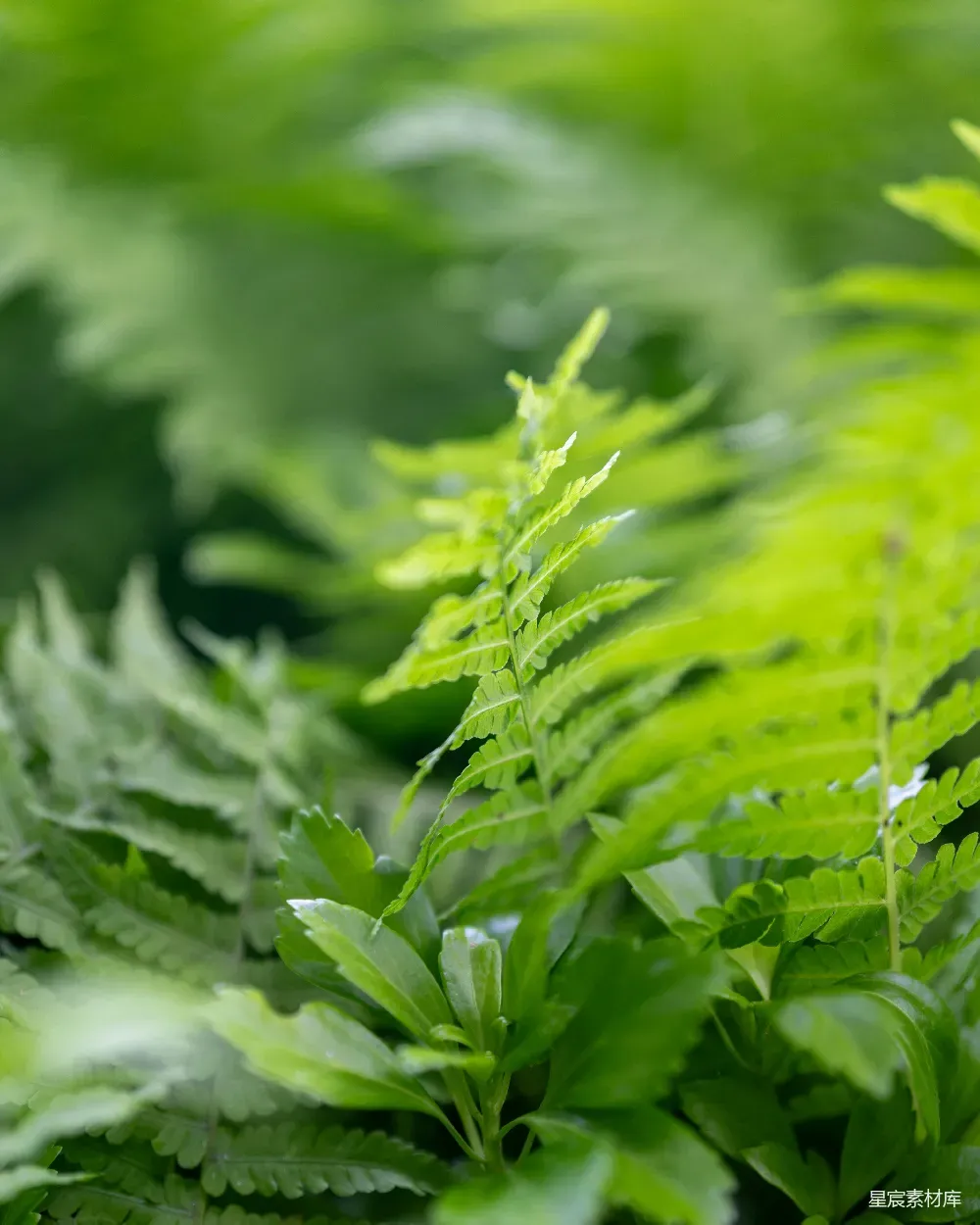 这张图片展示了蕨类植物的特写镜头，叶子边缘细腻，叶片翠绿，背景模糊，突出了植物的细节和生机。适合用于自然风光、植物主题的背景图或用于清新、自然风格的场景设计。