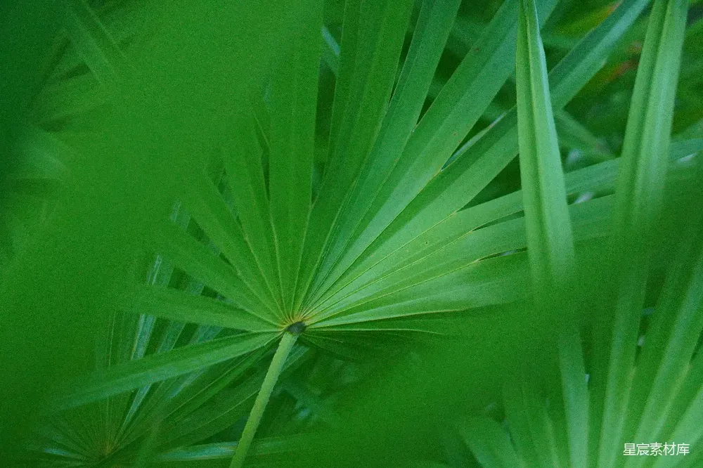 这张图片展示了热带植物的绿色叶片，叶片呈扇形排列，纹理清晰，背景模糊，给人一种宁静而自然的感觉。适合用于自然、热带、生态等主题的背景或装饰。