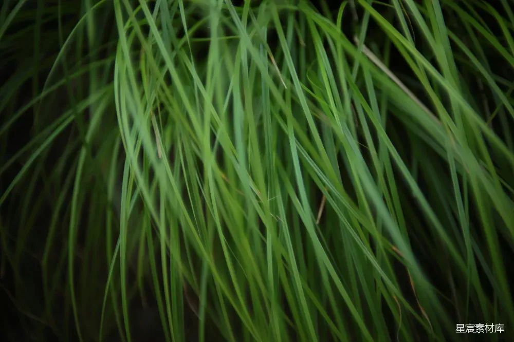 这张图片展示了茂密的绿草，叶片细长而翠绿，背景模糊，突出了草的细节。适合用作自然风光、生态主题、放松心情的背景图。