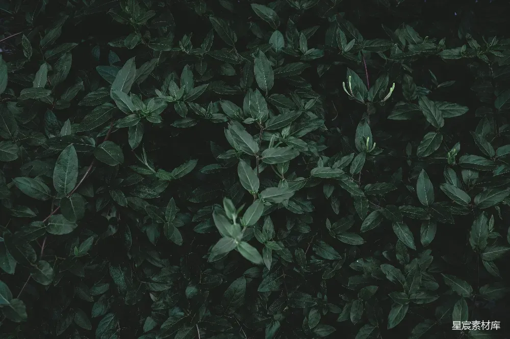 图片展示了一片深邃的绿色植物背景，叶子密集，呈现出丰富的深绿色调。整体风格自然、宁静，适合用于自然、生态或背景设计等场景。