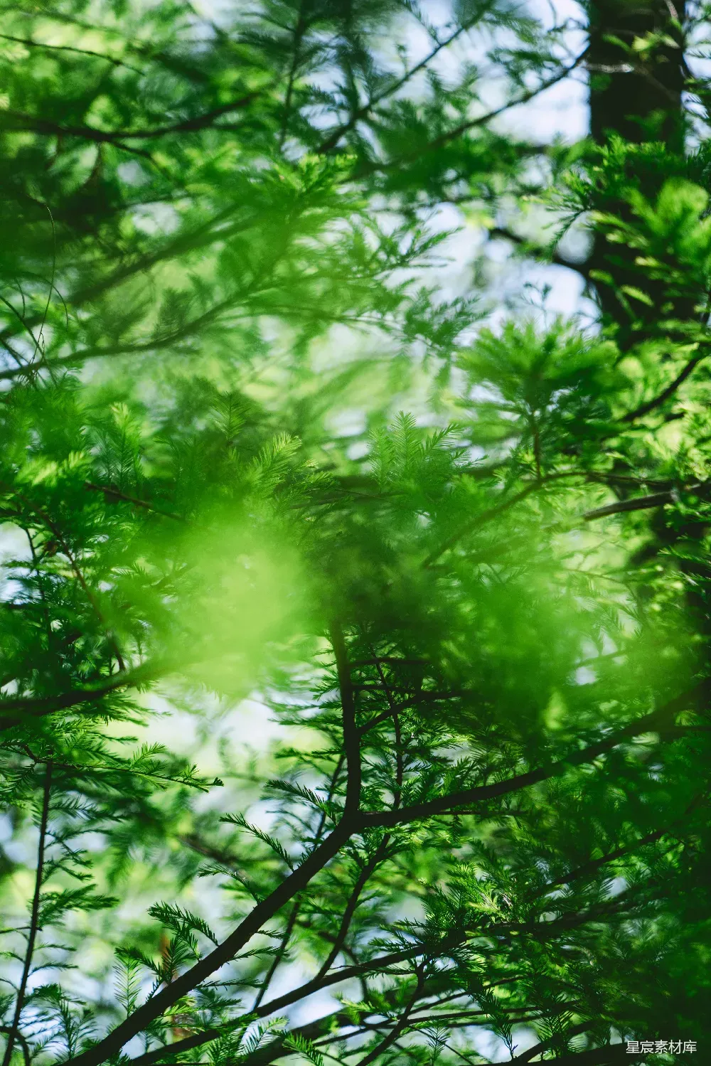 这张图片展示了阳光透过绿色树叶的场景，树叶在阳光的照射下显得格外鲜亮，给人一种清新自然的感觉。适合用于自然风光、环保主题或清新风格的图片背景。