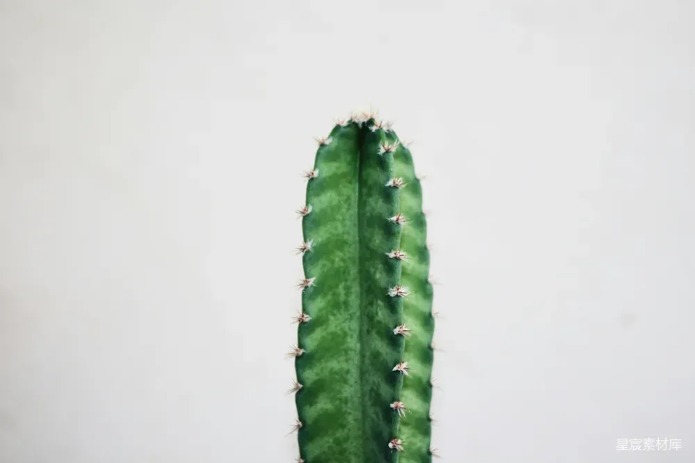 这张图片展示了一株高耸的仙人掌，叶片呈翠绿色，边缘长满了细小的刺。背景是纯净的白色，使得仙人掌的绿色更加突出，给人一种清新自然的感觉。适合用作室内装饰或作为自然主题的背景图。