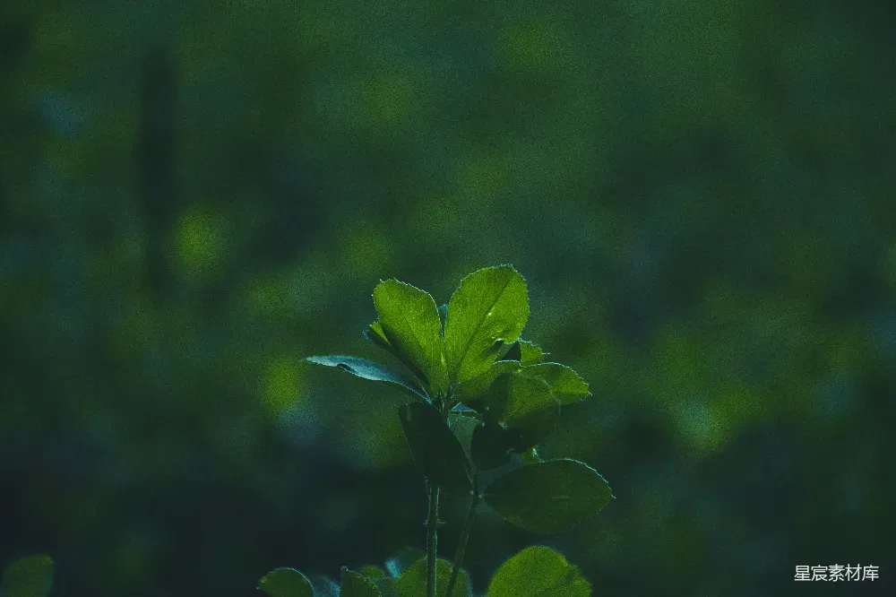 这张图片展示了清晨的自然景象，背景是模糊的绿色植物，前景中有一株绿叶植物清晰可见，叶片在晨光的照耀下显得生机勃勃。这幅画面适合用作自然风光或清晨的背景图片，传达出清新、宁静的感觉。