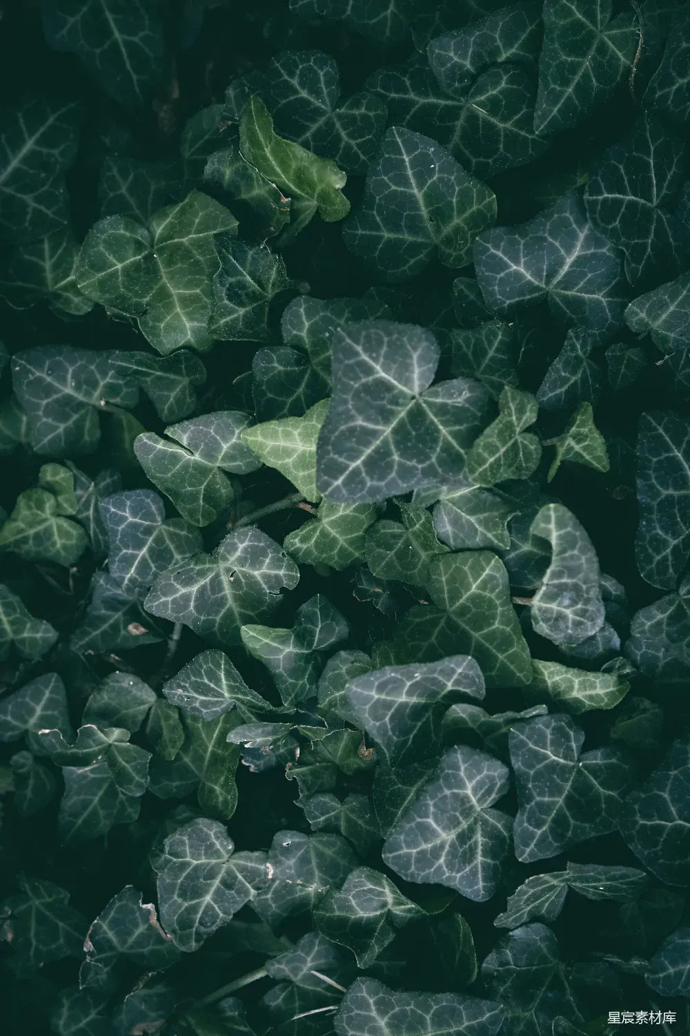 高清摄影 自然 植物 纹理 深绿色 植物背景 深绿色植物纹理