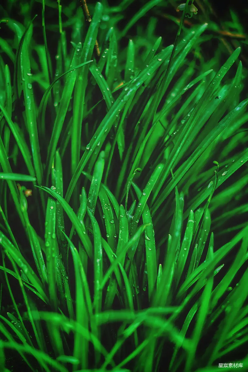 这张图片展示了雨后草地的特写，露珠在叶片上晶莹剔透，给人一种清新自然的感觉。绿色的叶片在深色背景的衬托下显得格外生动，适合用于自然、清新、生态等主题的背景图。