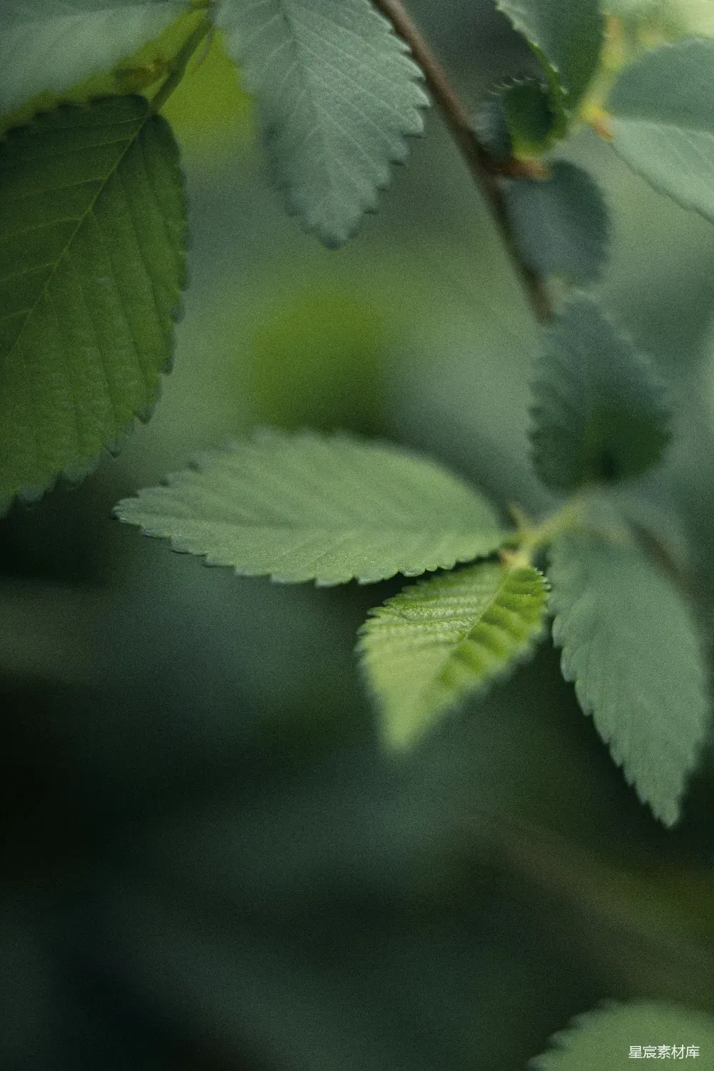 这张图片展示了一片绿意盎然的树叶特写，叶片呈现出自然的绿色，细节丰富。背景模糊，突显了前景树叶的质感与生机，适合用于自然、清新或植物主题的素材。