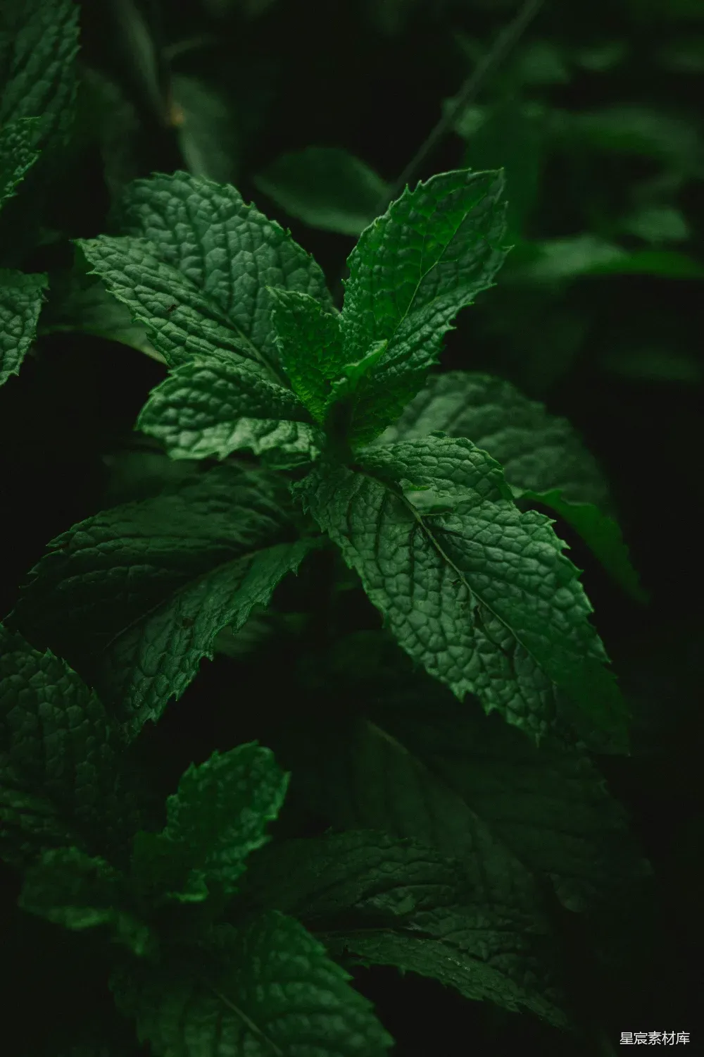 这张图片展示了一株深绿色的植物，叶片纹理清晰，背景模糊，突显出叶子的细节。整体色调深邃，给人一种宁静而神秘的感觉，适合用于自然主题的背景或装饰设计。