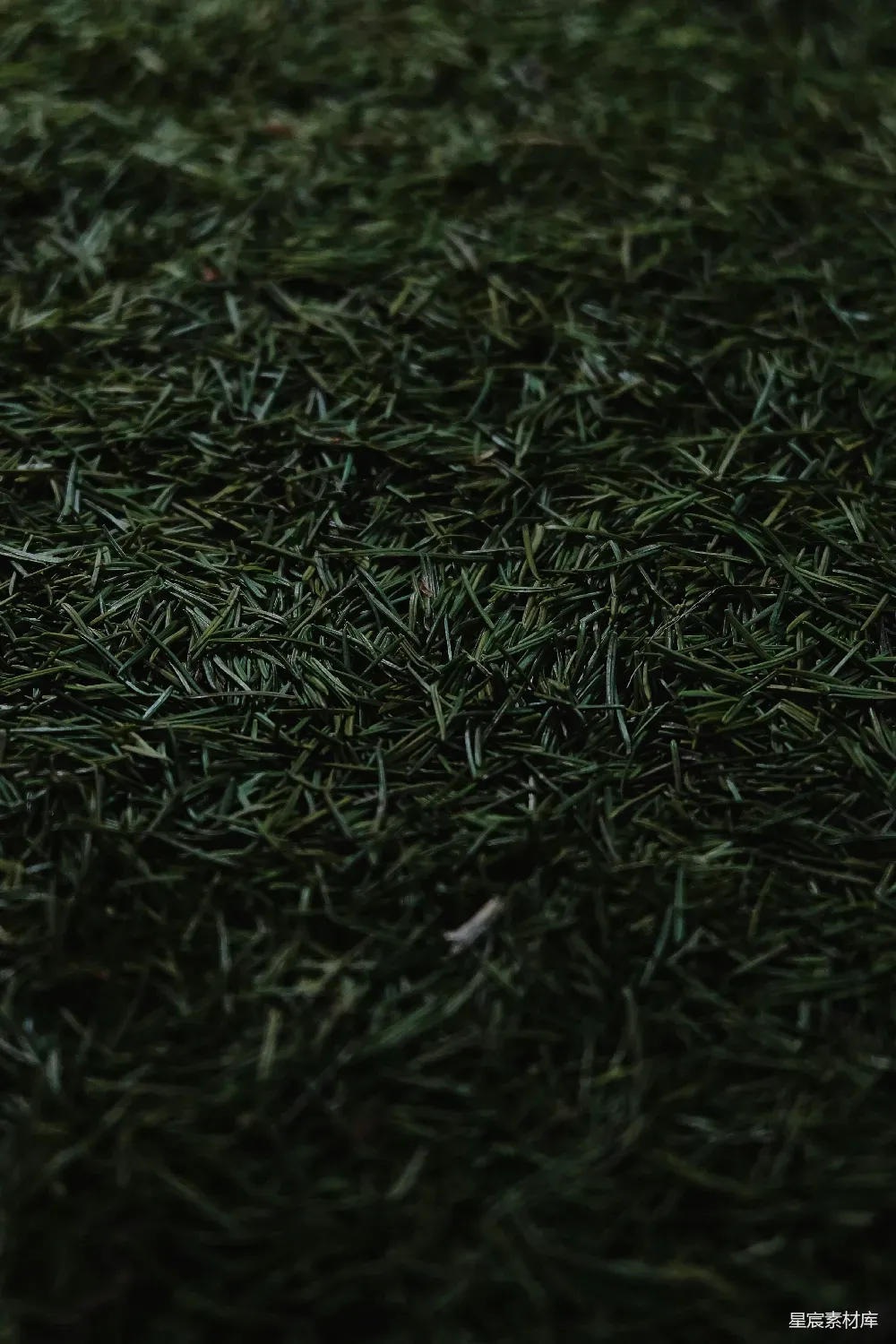 这张图片展示了深色背景下的针叶植物，它们细长的枝叶紧密排列，呈现出一种宁静而自然的美感。这种场景适合用于自然主题的背景或壁纸，也能作为艺术摄影的素材，传达出一种宁静与和谐的氛围。