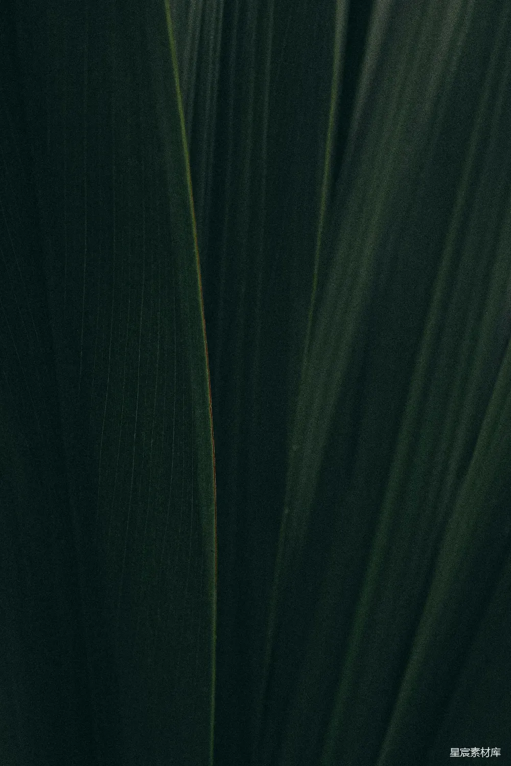 这张图片展示了深邃的绿色纹理，可能是植物的叶子或纤维的特写。细腻的线条和深色背景营造出一种宁静而神秘的氛围。这种图片适合用作背景图，或者用于表现自然元素的主题。