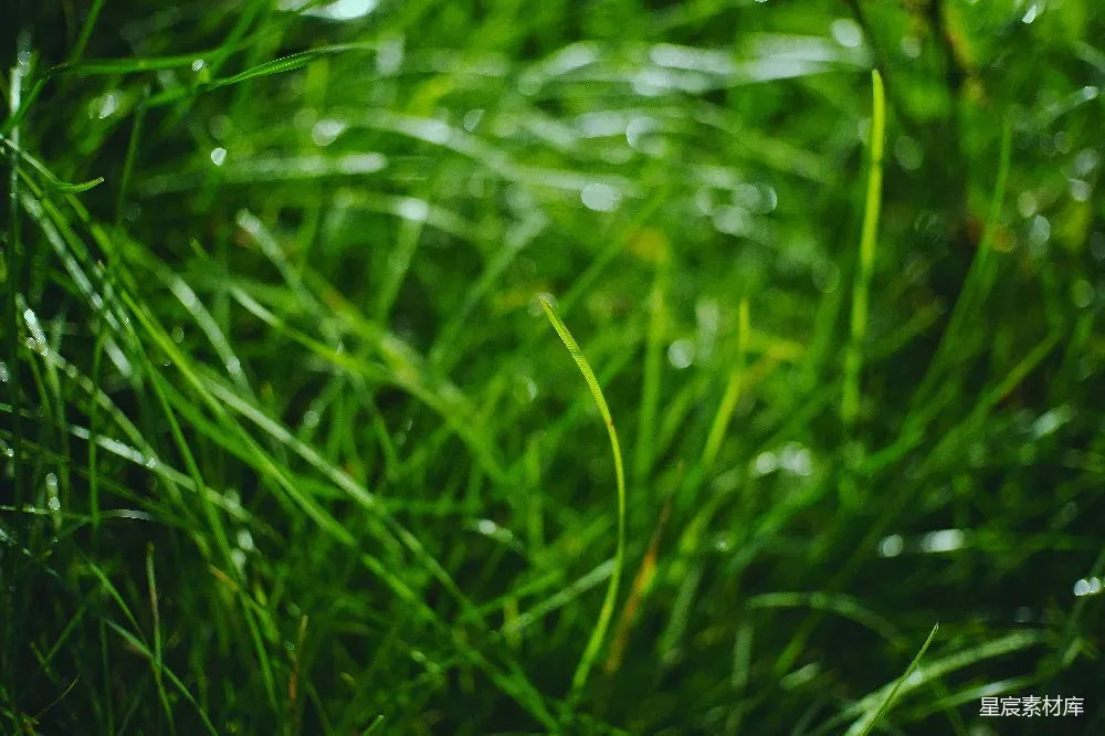 这张图片展示了清晨露水覆盖下的草地，绿色的草叶上闪烁着晶莹的露珠，背景模糊，突出了前景的细腻质感。这种场景适合用作自然风光、清晨静谧和清新氛围的背景素材。