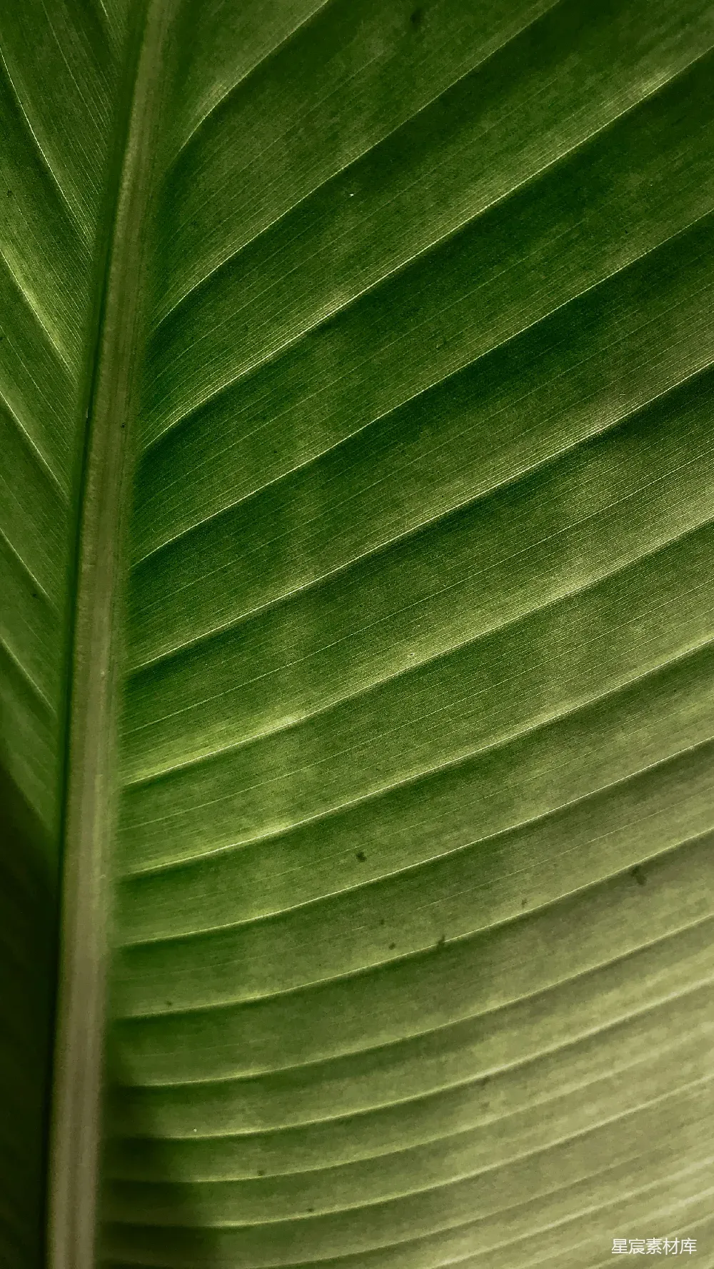这张图片展示了热带植物叶片的细腻纹理，绿色的叶片呈现出自然的质感和层次感。适合用作背景图、壁纸或自然主题的装饰元素。