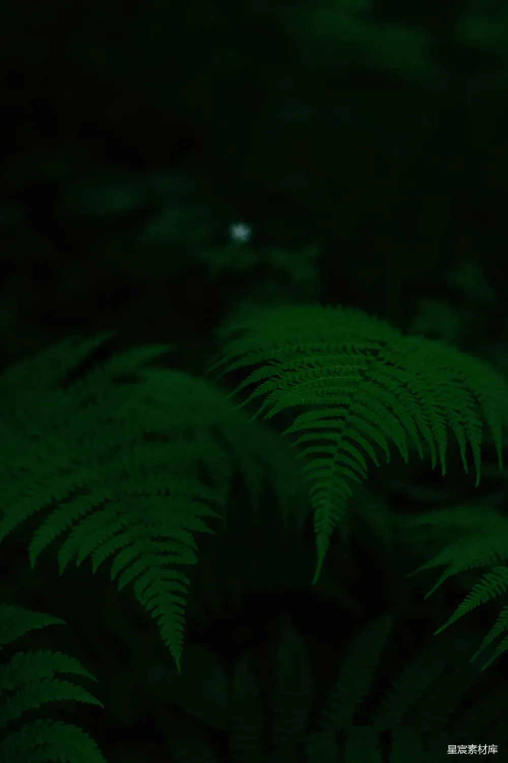 这张图片展示了一片幽暗森林中的蕨叶，深绿色的叶片在黑暗中显得格外醒目，给人一种宁静而神秘的感觉。蕨叶的细长叶片在微弱的光线下呈现出柔和的轮廓，仿佛在诉说着大自然的静谧与深邃。