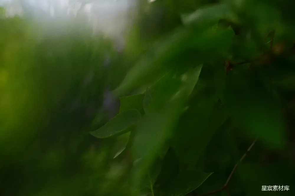 这张图片展示了一片模糊的绿色背景，前景中有一些清晰可见的绿叶。背景的模糊效果使得焦点集中在前景的绿叶上，营造出一种宁静而神秘的氛围。适合用作自然风光、摄影教程或艺术作品的背景素材。