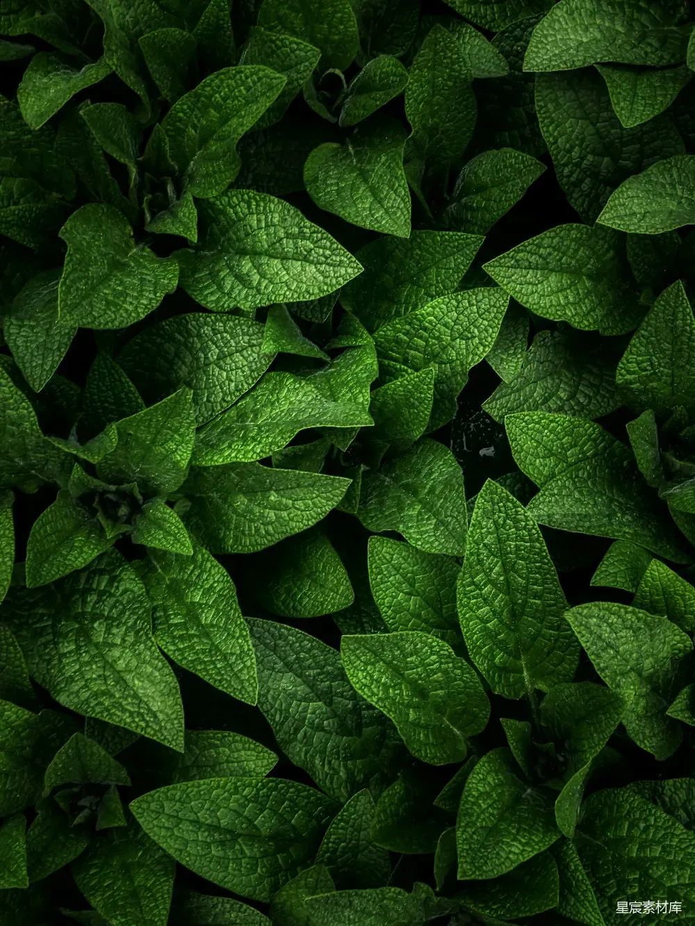 这张图片展示了一丛茂密的绿色植物，叶片呈现深邃的绿色，纹理清晰可见。背景为深色，突显了叶片的质感和层次感，适合用于自然、生态或抽象艺术的背景或装饰。