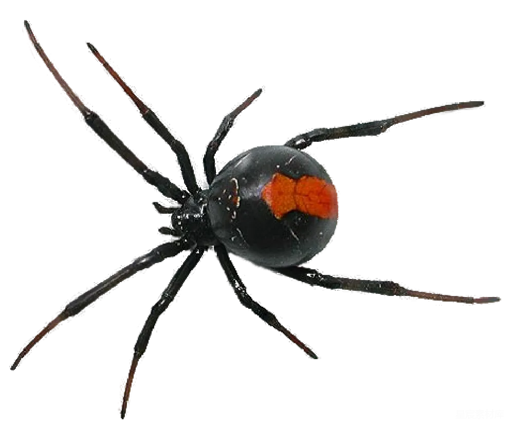 元素素材 蜘蛛