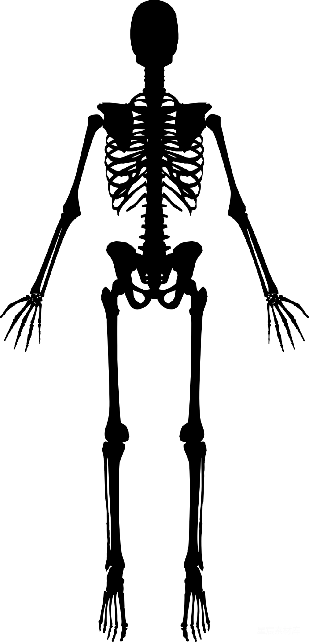 元素素材 骨架