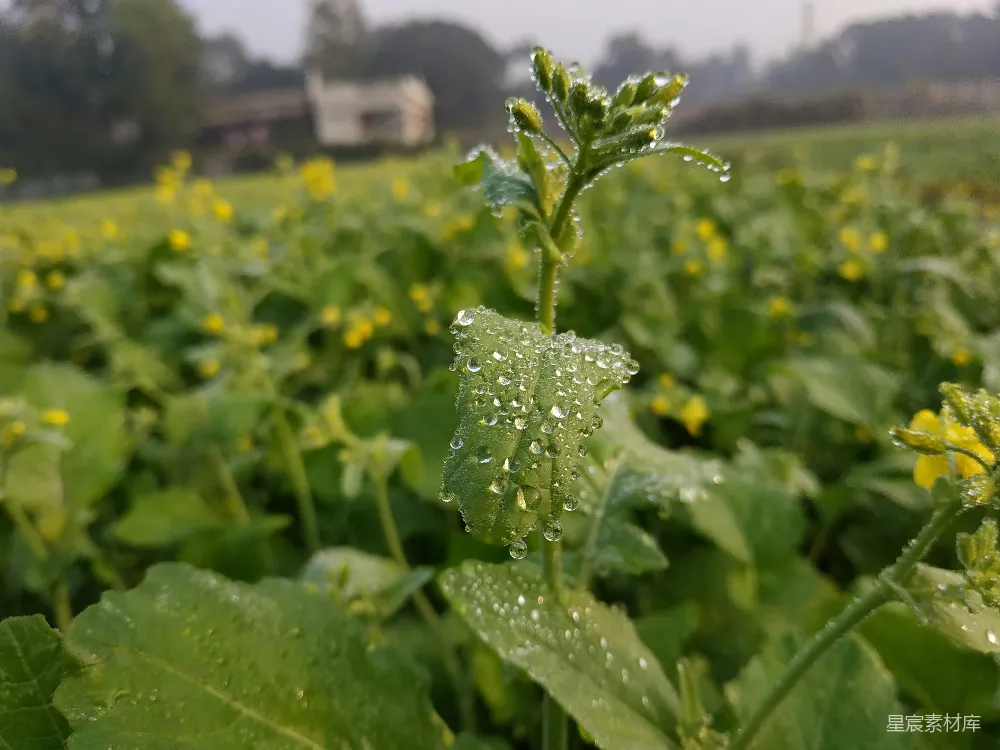 高清摄影  植物的特写镜头