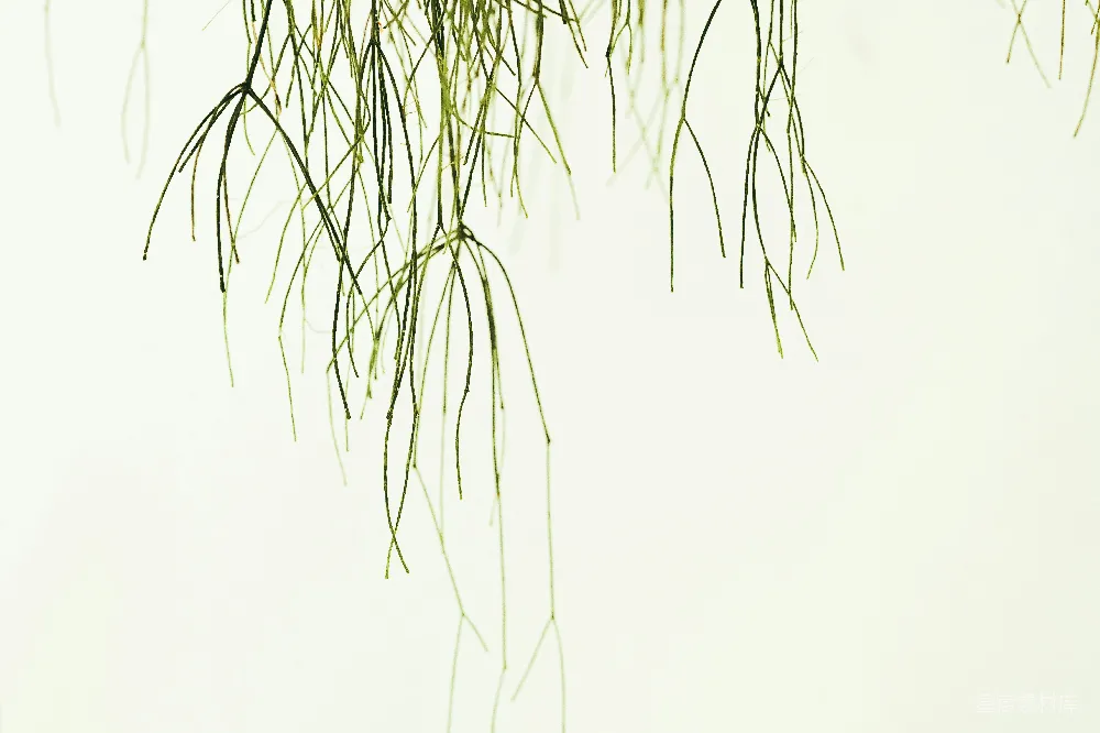 高清摄影 自然 绿色 枝条 垂挂 植物 在白色背景上的一棵树枝的特写。