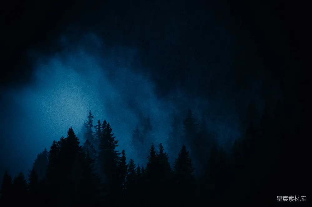 高清摄影 森林中一棵树丛的景象