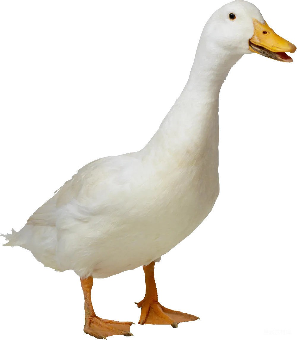 元素素材 白色