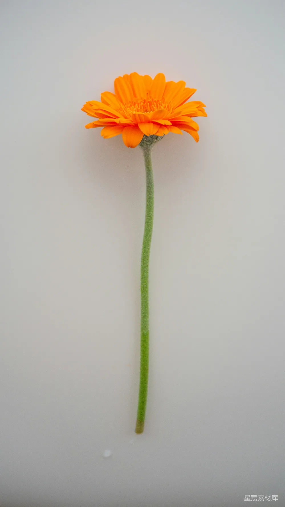 高清摄影  黄花绿茎