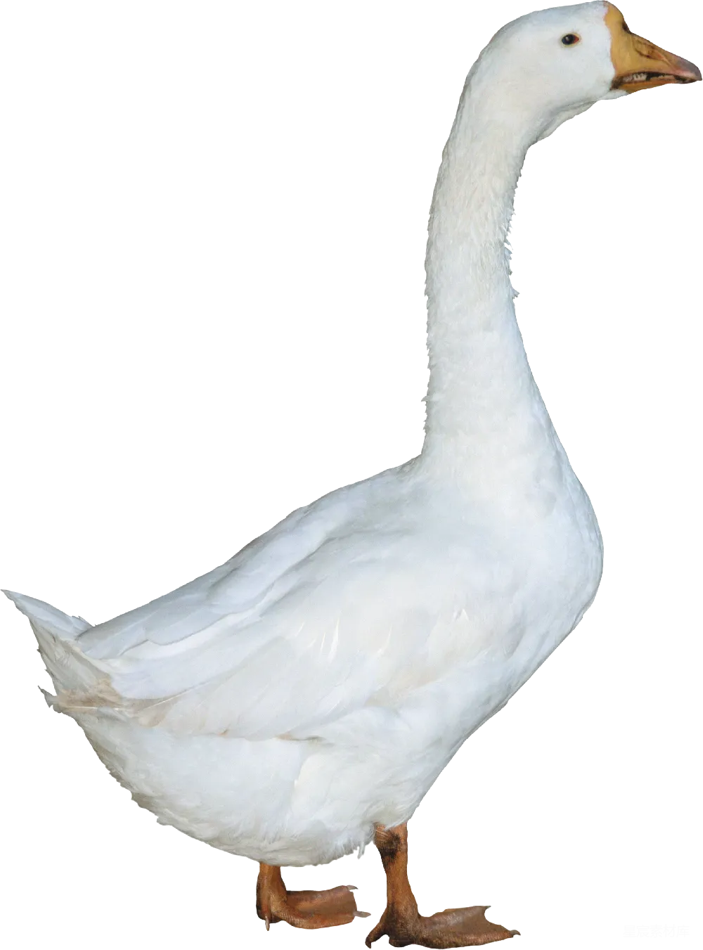 元素素材 鸭子