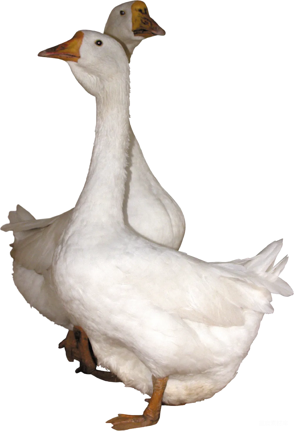 元素素材 鹅