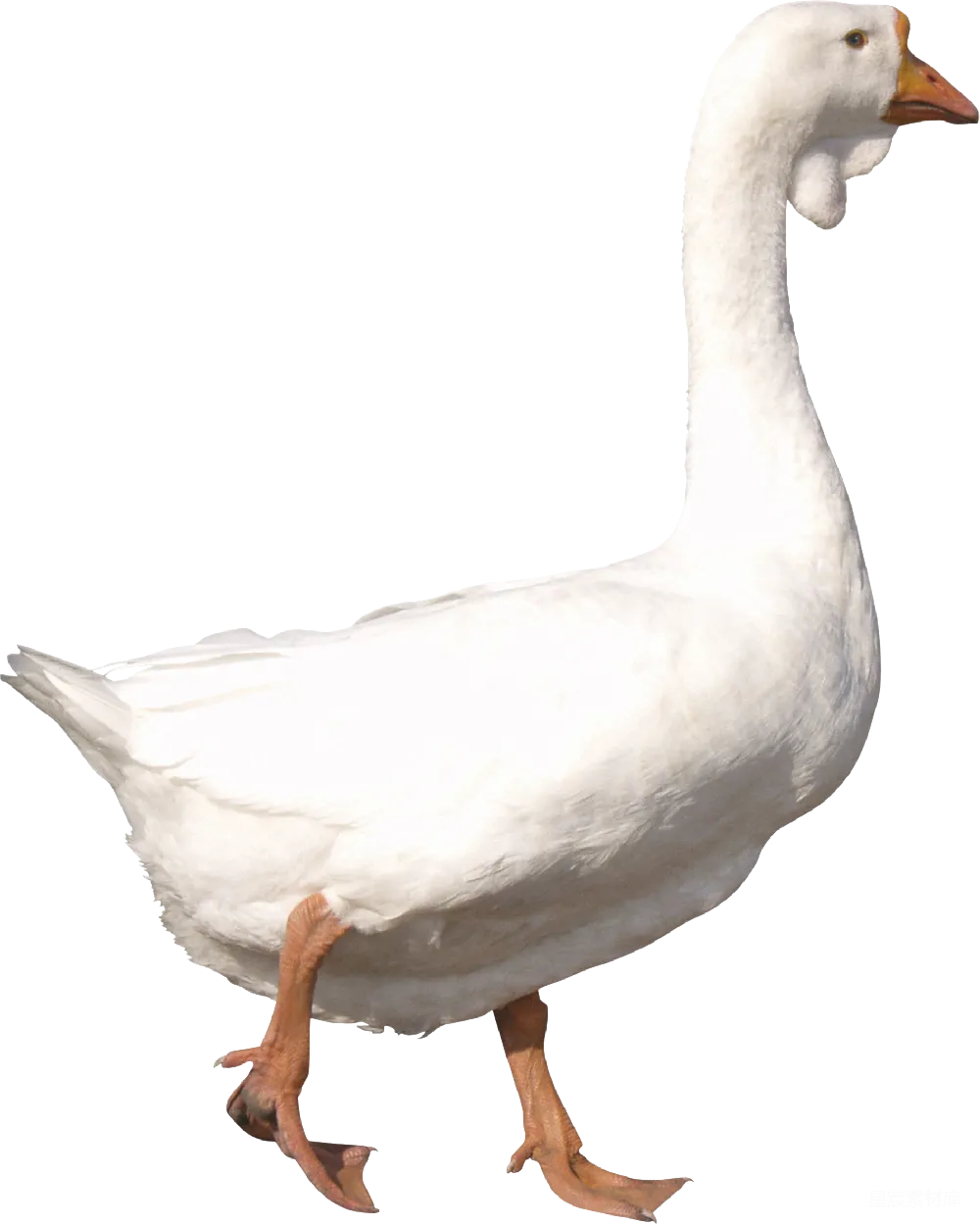 元素素材 白色