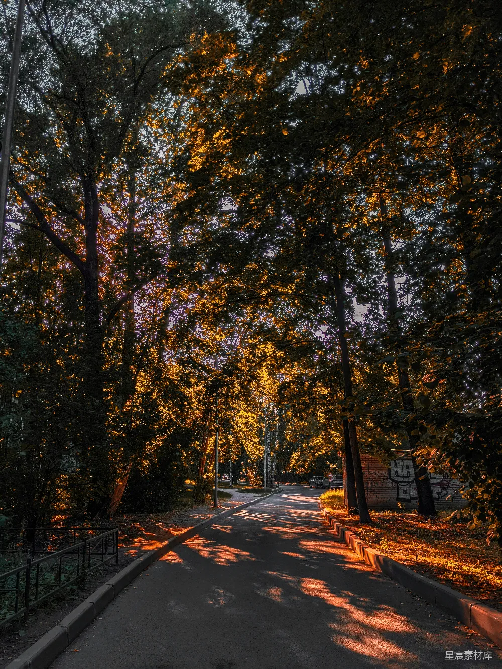 高清摄影  道路两旁种有树木