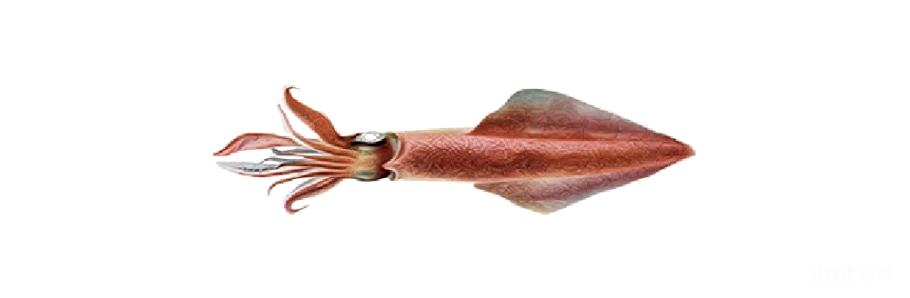 元素素材 PNG
