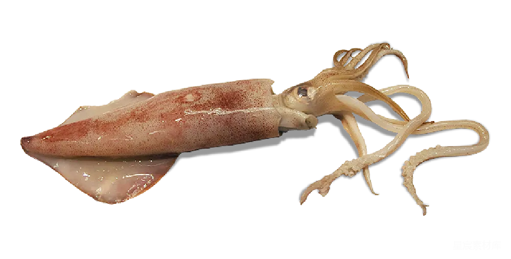 元素素材 元素 squid