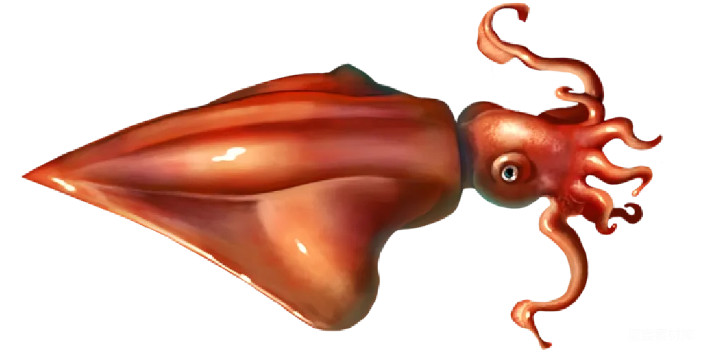 元素素材 元素 squid