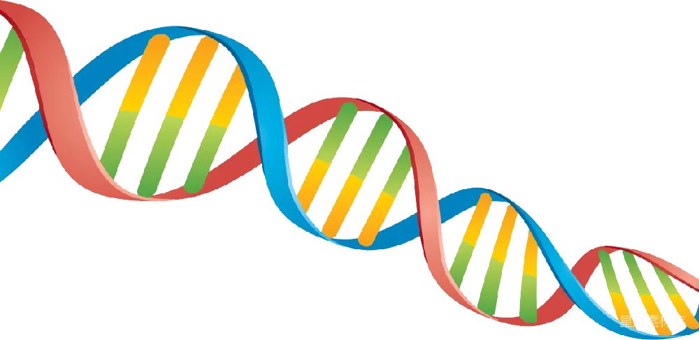 元素素材 生物科学 教育素材 科学插图 DNA螺旋结构插图